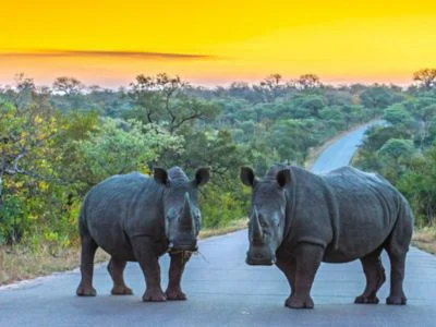 Two rhinos on a road in Kruger National Park at sunset