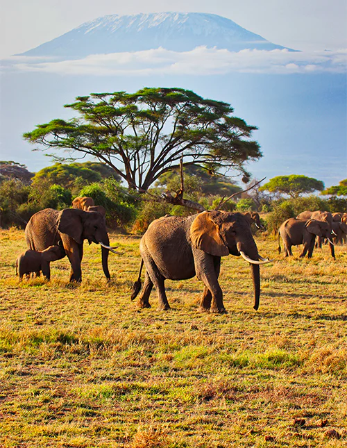 a large herd of elephants walking in Amboseli National Park in Kenya