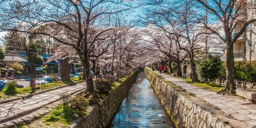 Philosopher’s Path in Kyoto during cherry blossom season