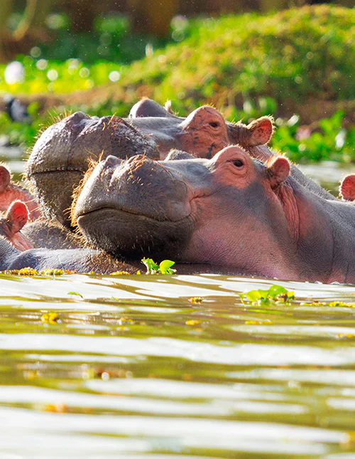 Hippos bathing in the river