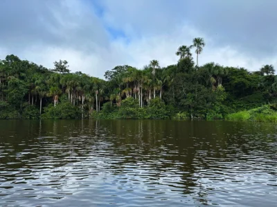 View of the Amazon rainforest from the river