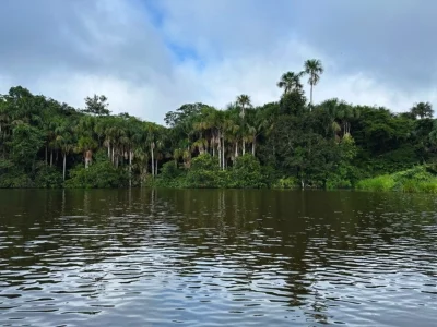 View of the Amazon rainforest from the river