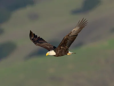 Bald eagle in California