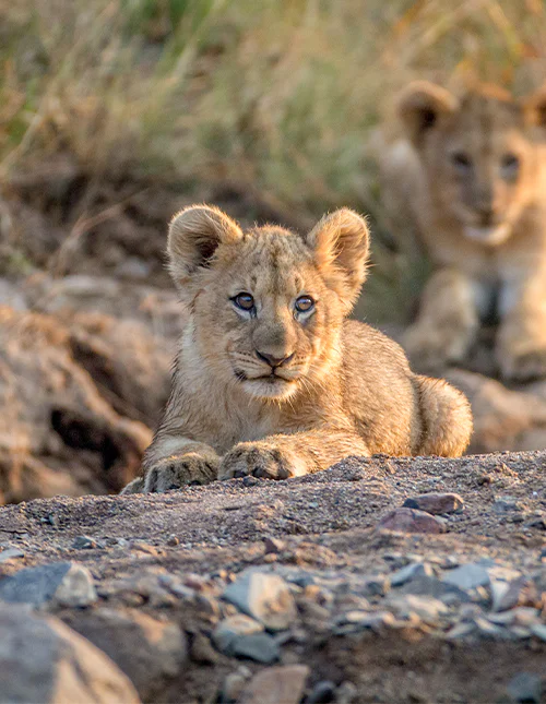 Lion cubs in Pilanesberg, South Africa