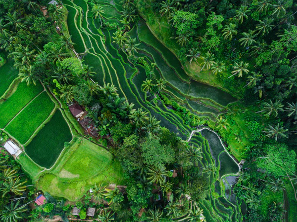 Beautiful, lush green rice terraces on Bali seen from above