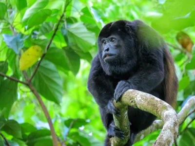 A howler monkey sits in a tree in Corcovado National Park, Costa Rica