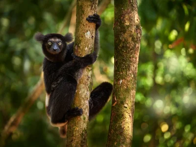 Indri lemur amid lush greenery in Madagascar