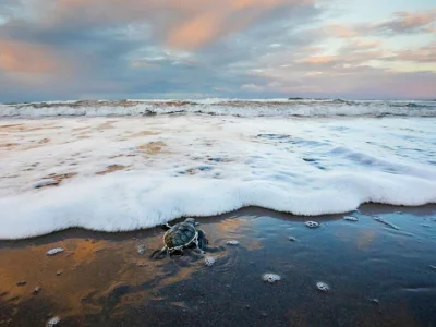A green sea turtle makes its way to the sea at Tortuguero National Park, Costa Rica