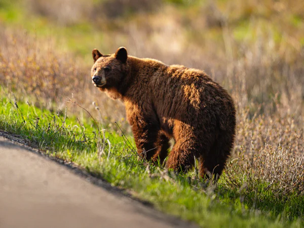 Bear by the roadside in Waterton National Park, Canada
