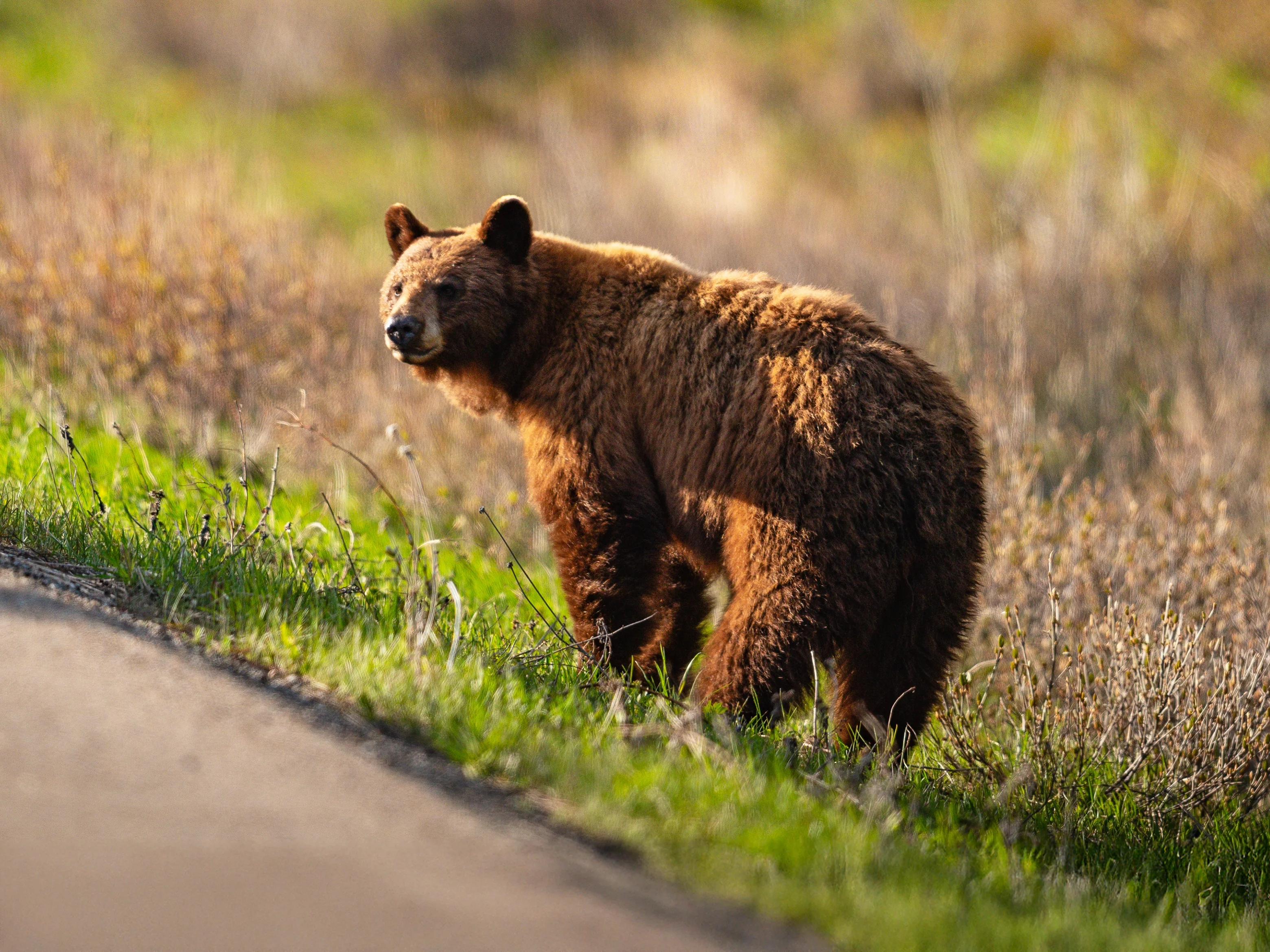 Bear by the roadside in Waterton National Park, Canada