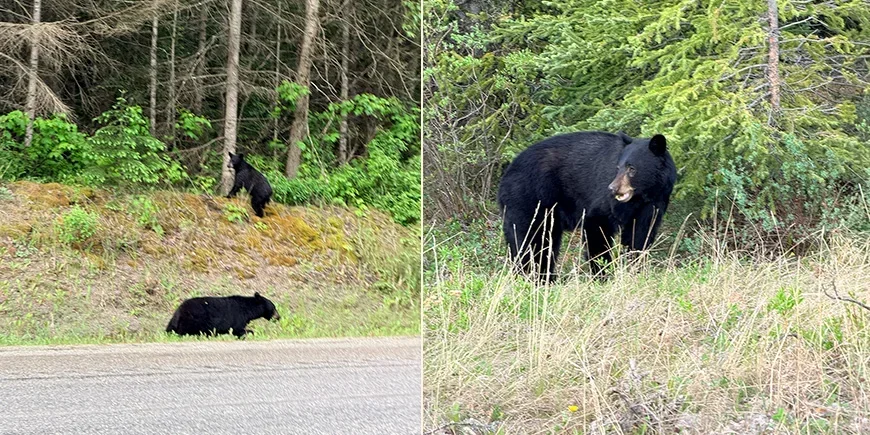 Bears we saw while driving through the Rocky Mountains in Canada