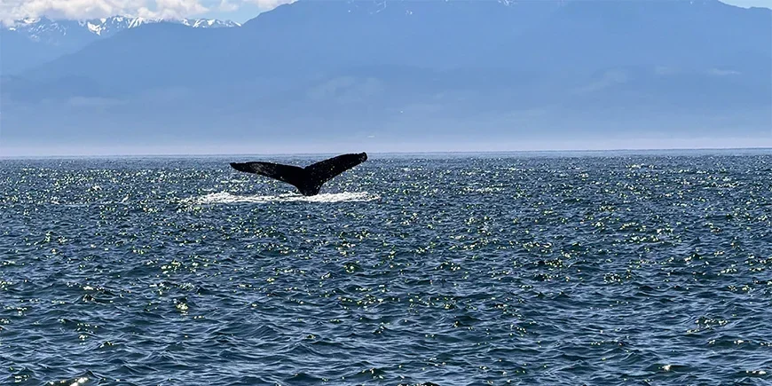 A whale breaching the surface of the sea during a whale-watching tour in Canada