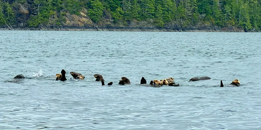 A group of otters in the water in Canada