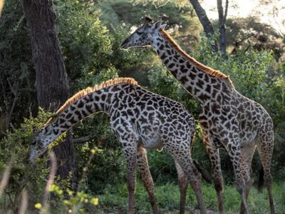 Two giraffes in Tarangire