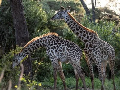 Two giraffes in Tarangire