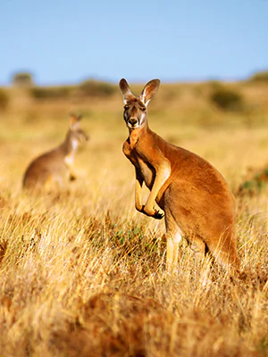 Kangaroo looking at the camera