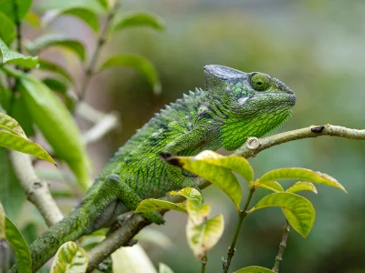 Furcifer verrucosus amid lush greenery in Madagascar