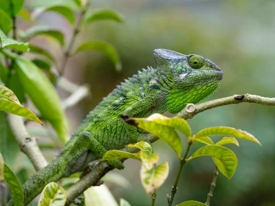 Furcifer verrucosus amid lush greenery in Madagascar