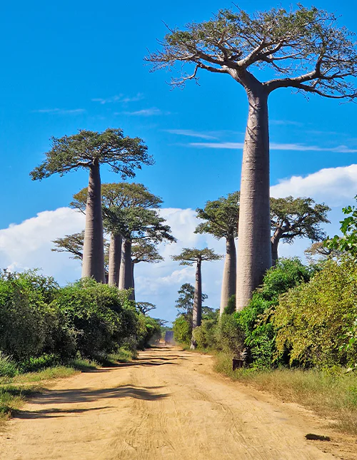 Avenue of the Baobabs in Madagascar