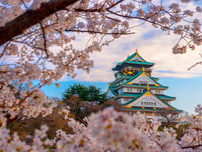 Cherry blossom trees surrounding Osaka Castle in Japan