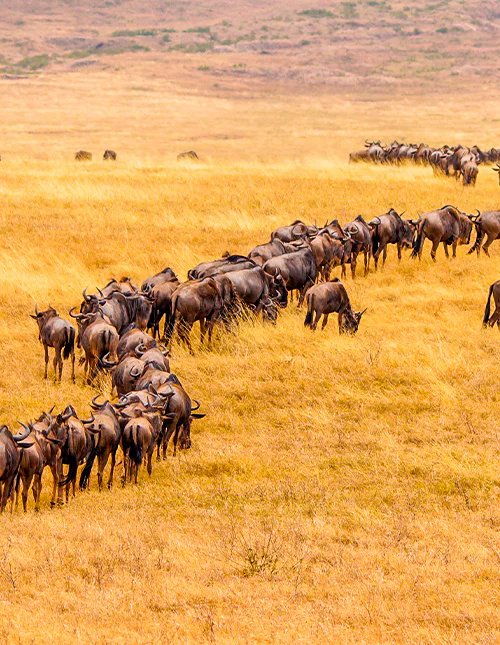A large herd of wildebeest wanders across the dry savannah