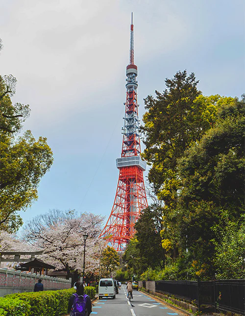 Tokyo Tower during cherry blossom season in Tokyo, Japan
