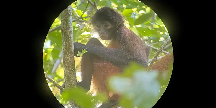 Spider monkey in Corcovado, Costa Rica