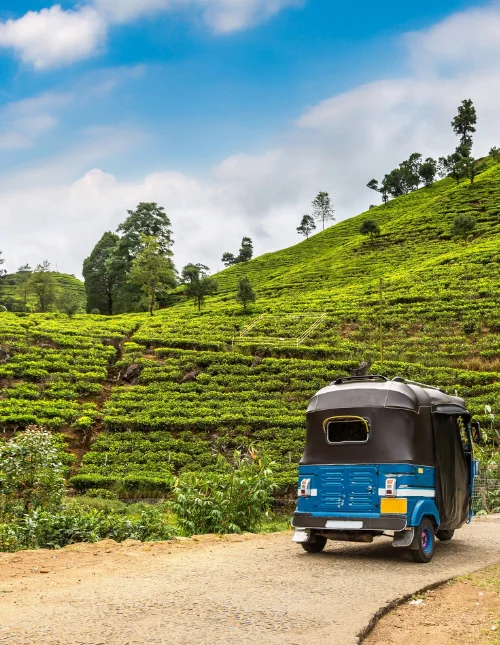 A blue bus drives past lush tea plantations in Sri Lanka