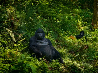 Two gorillas look straight into the camera in Uganda’s Bwindi Impenetrable National Park.