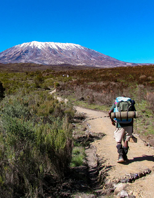 A hiker follows a trail towards snow-capped Kilimanjaro beneath a clear blue sky.