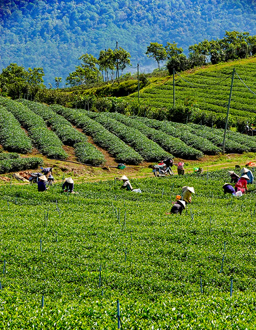 Lush tea plantation in Da Lat