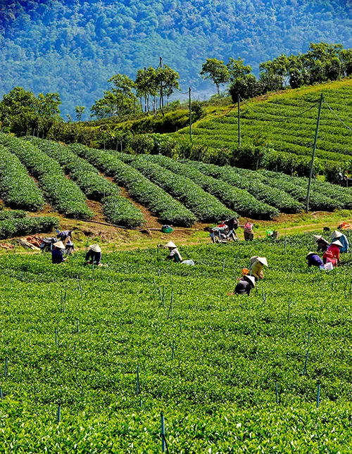 Lush tea plantation in Da Lat