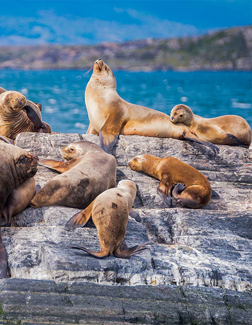Sea lions resting in the Beagle Channel, Ushuaia
