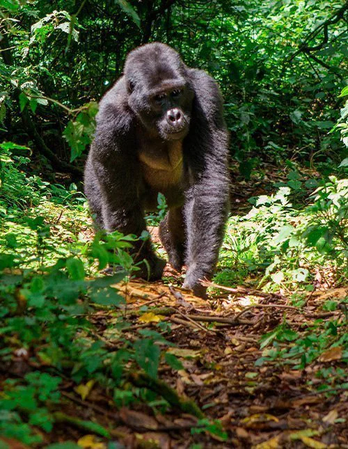 Gorilla walks through Uganda's jungle