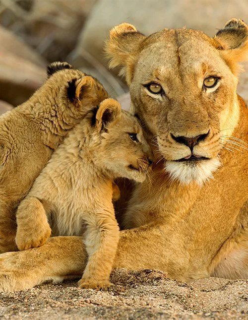 Close-up of a lioness with her cubs