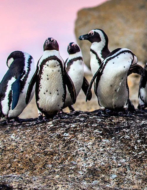 A group of penguins stands huddled on the coastal rocks.