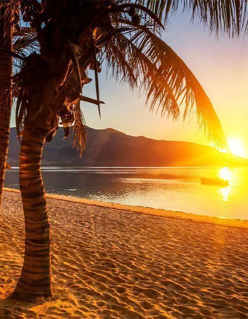 Beach with palm tree at sunset