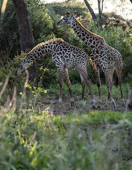 Two giraffes stand in the shade