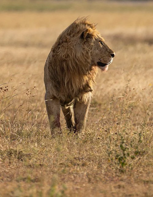 A lion stands on the golden savannah