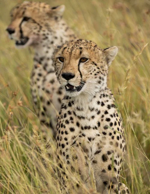 Close-up of two leopards