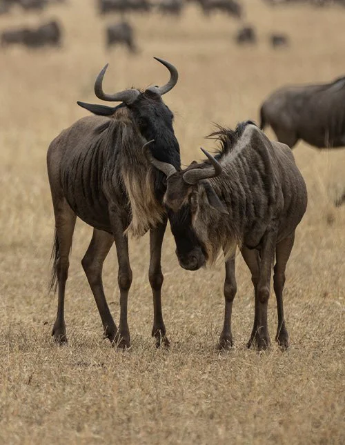 Two wildebeest on the savannah