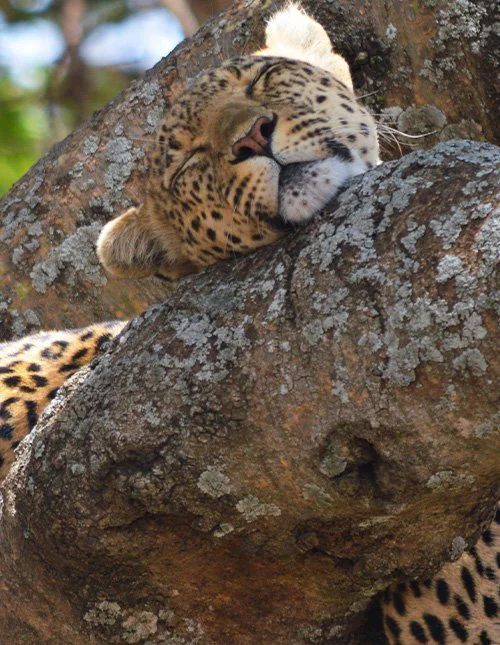 A leopard napping in a tree