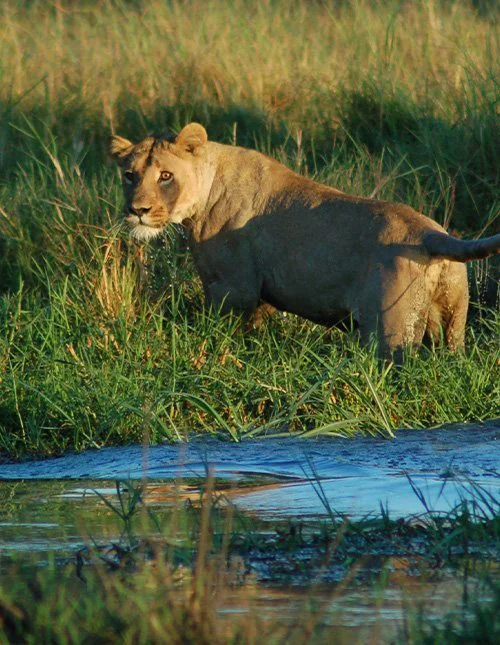 Lion in the long grass in the bushland of the Okavango Delta