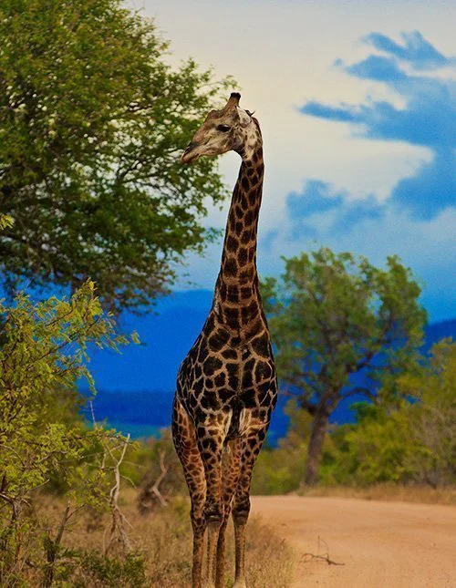 A giraffe stands on a gravel road in Kruger National Park, South Africa, framed by lush greenery beneath a clear blue sky.