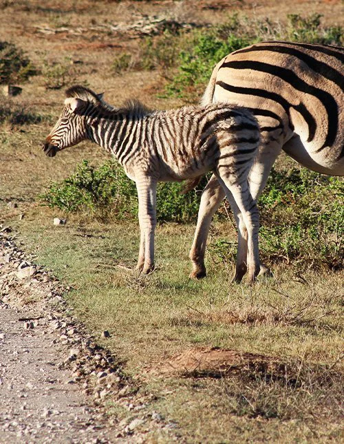 Zebra foal on a grassy plain