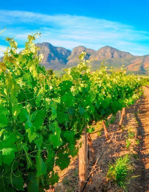 A green vineyard with mountains in the background beneath a blue sky.