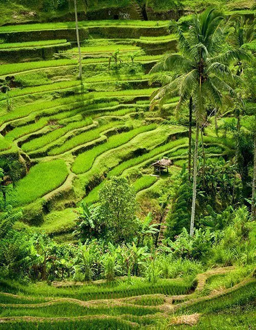 Beautiful green rice terraces at Bali