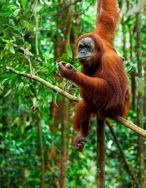An orangutan sits on a branch in a lush jungle
