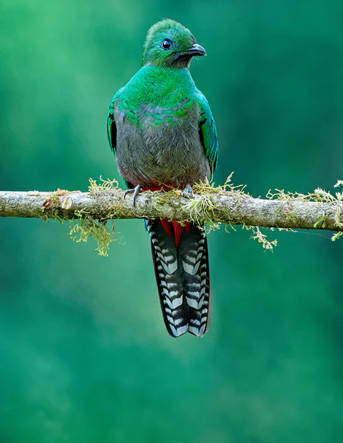 A beautiful green bird perches on a branch