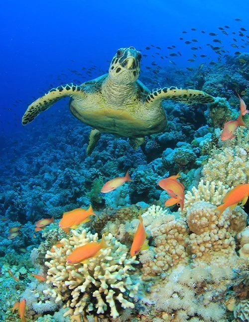 Sea turtle swimming by a coral reef